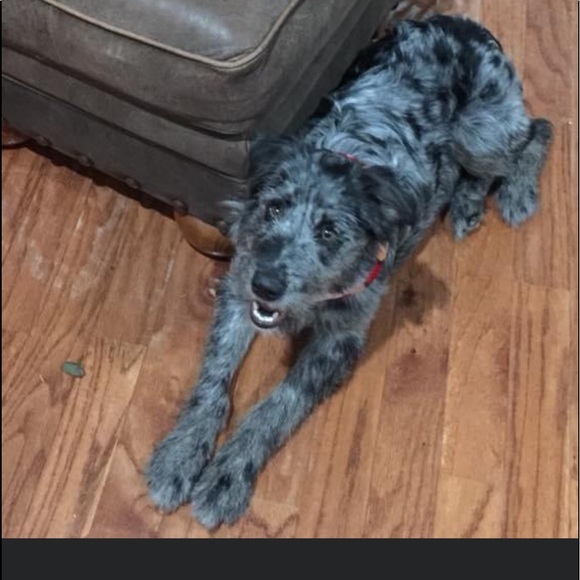 Meet your Posher, Sara - Picture 3 of 4